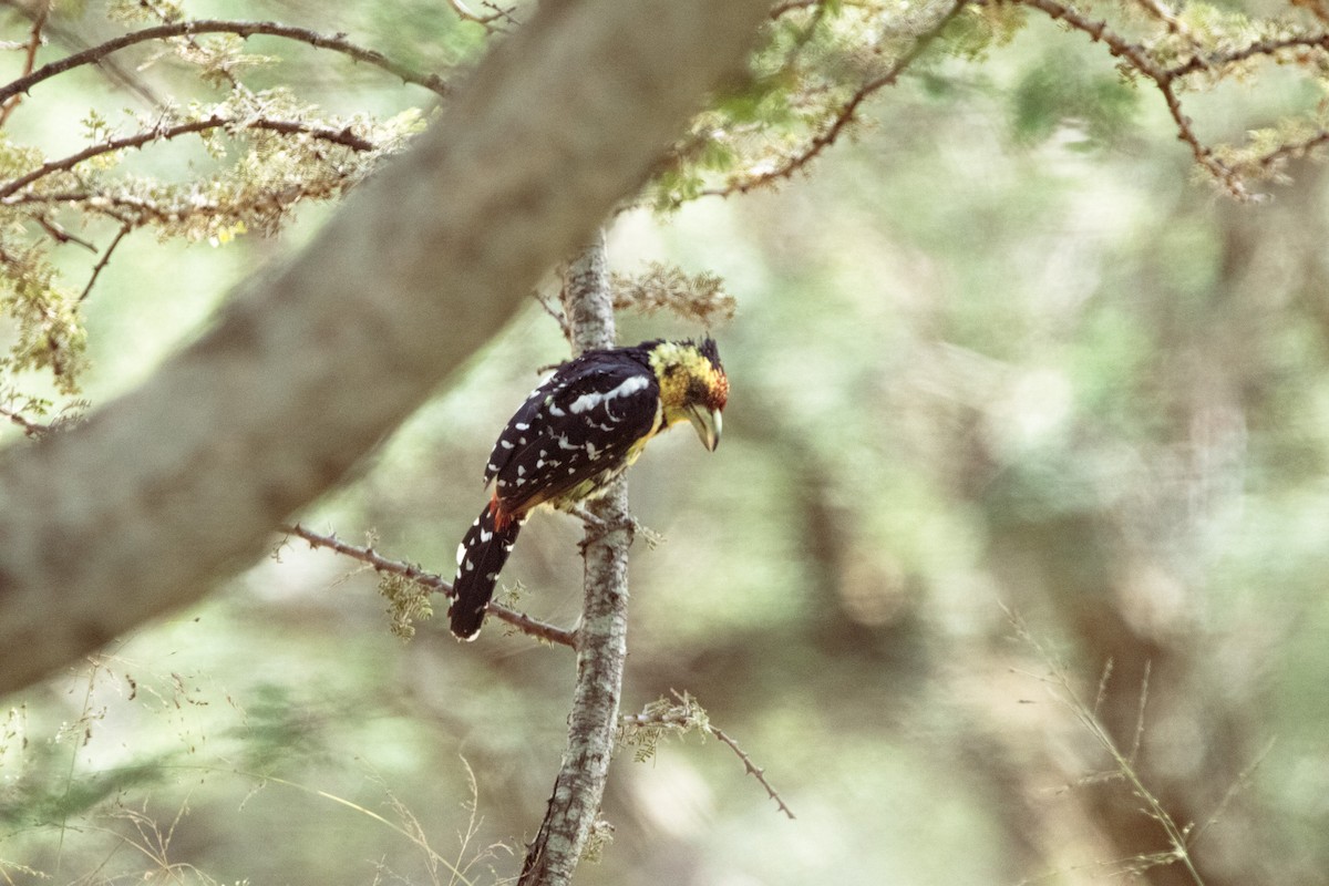 Crested Barbet - ML316203981