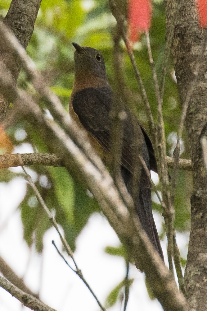 Brush Cuckoo (Sunda) - ML316204111