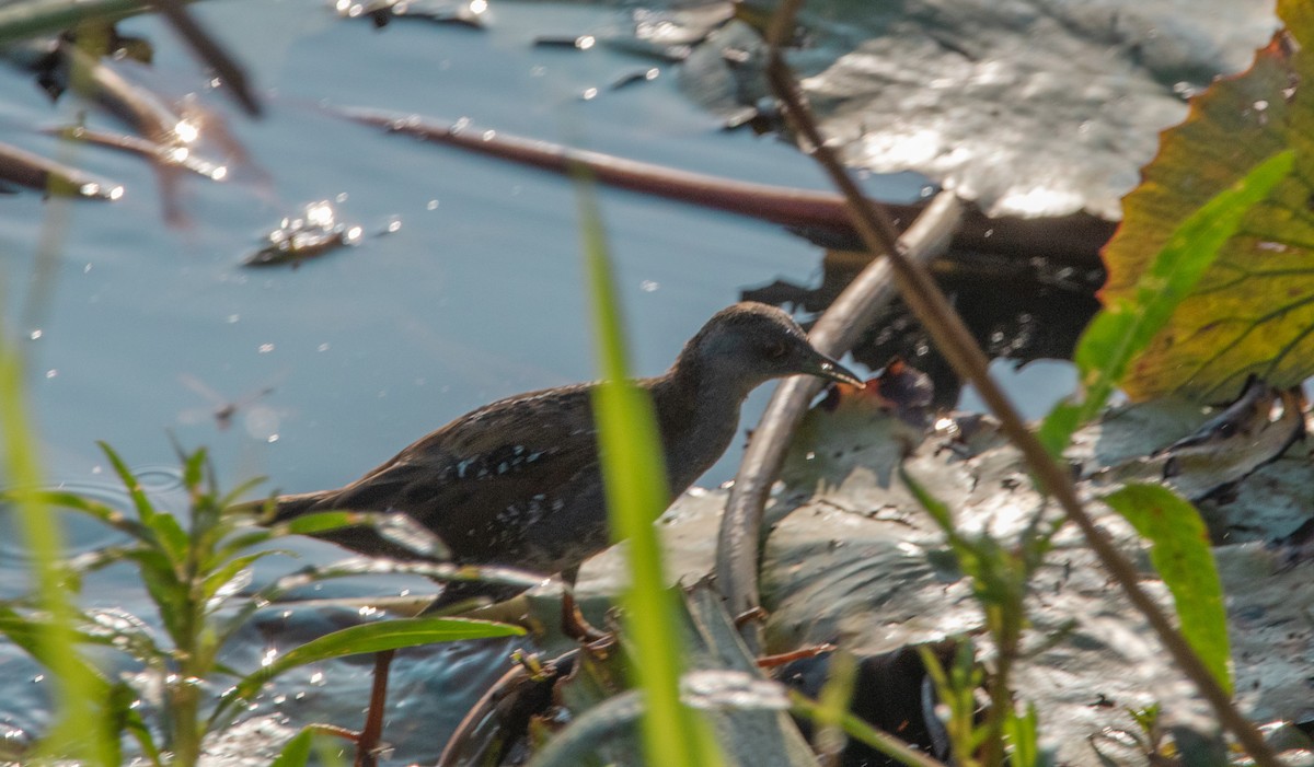 Baillon's Crake - ML316204471