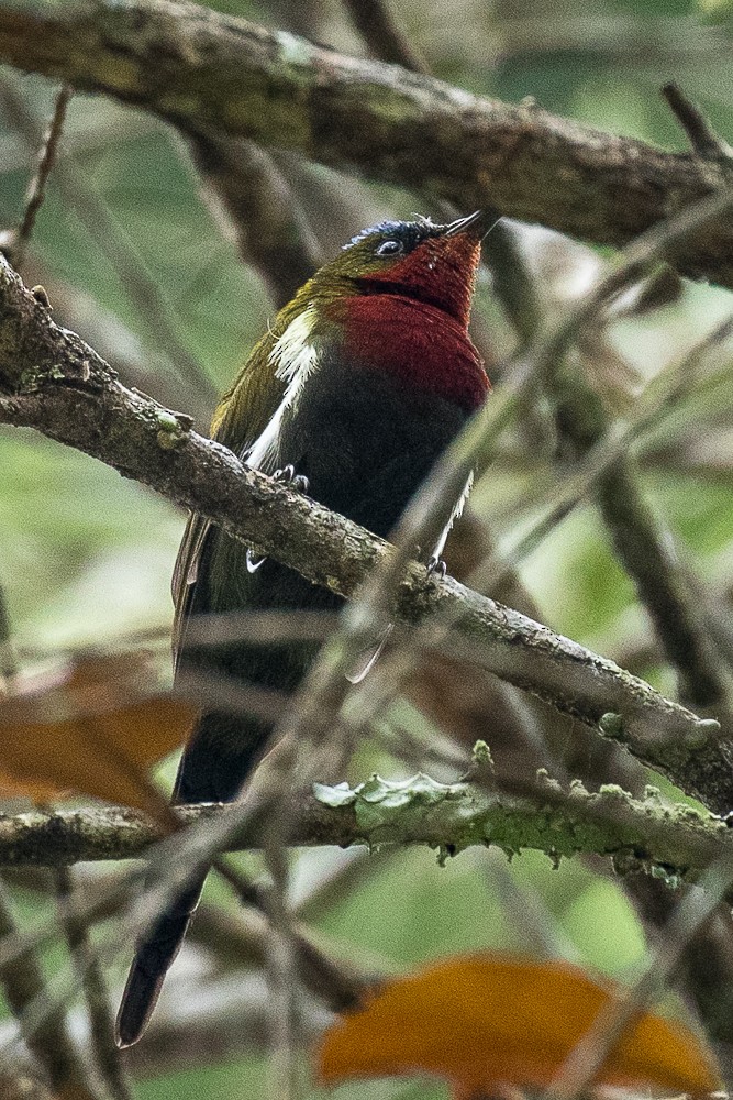 White-flanked Sunbird - ML316204501