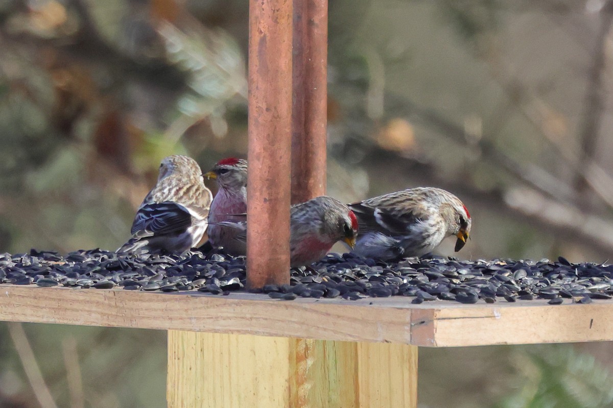 Hoary Redpoll (exilipes) - ML316205081