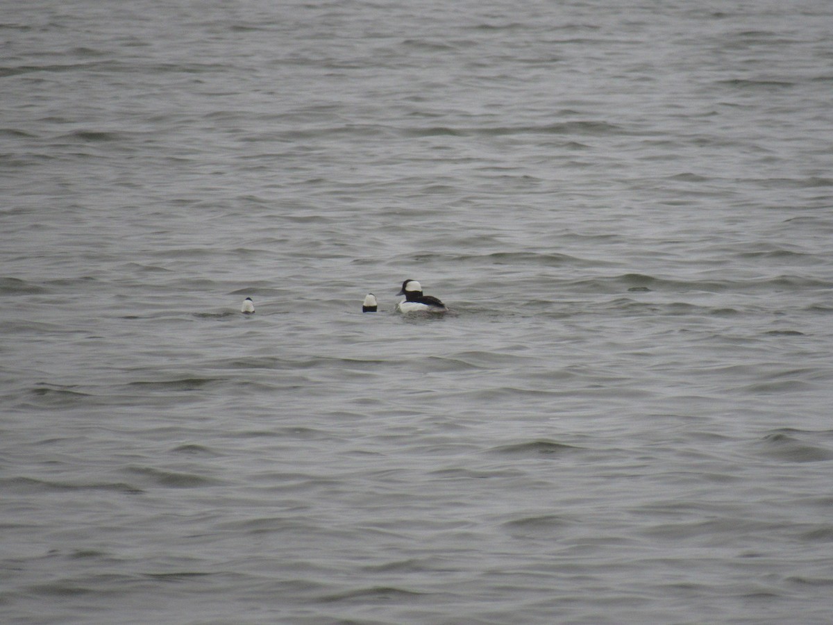 Bufflehead - ML316205991