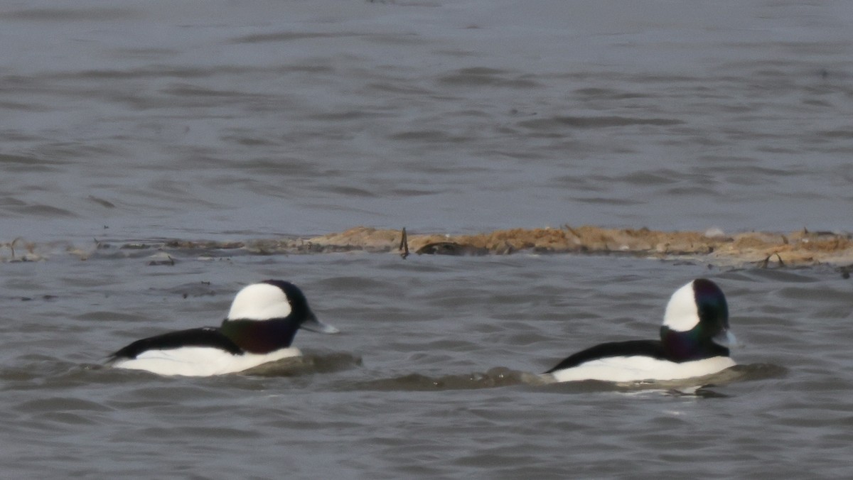 Bufflehead - ML316206591