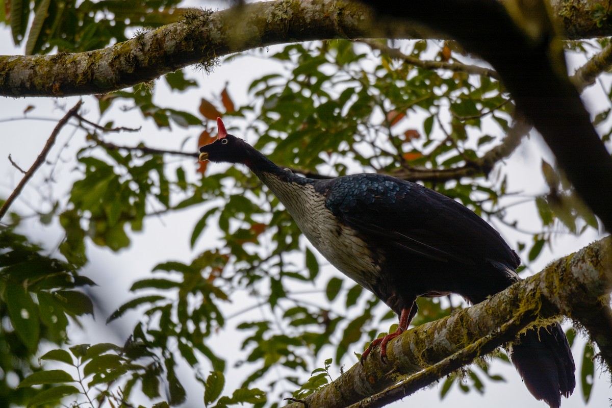 Horned Guan - Luis Trinchan