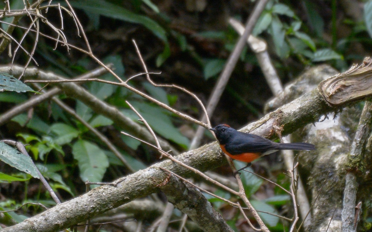 Slate-throated Redstart - ML316207991