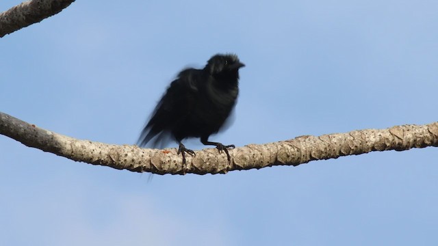 Chopi Blackbird - ML316208201