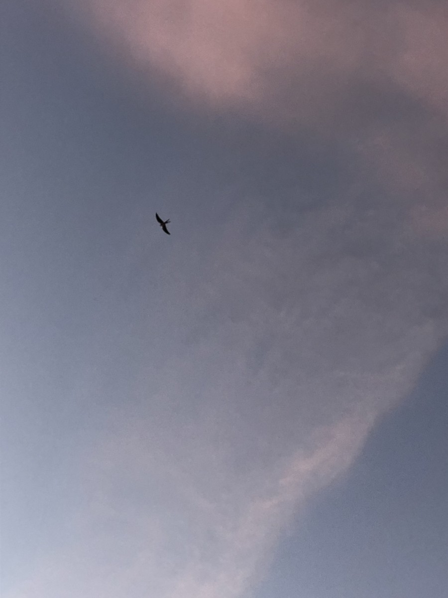 Swallow-tailed Kite - ML316208511