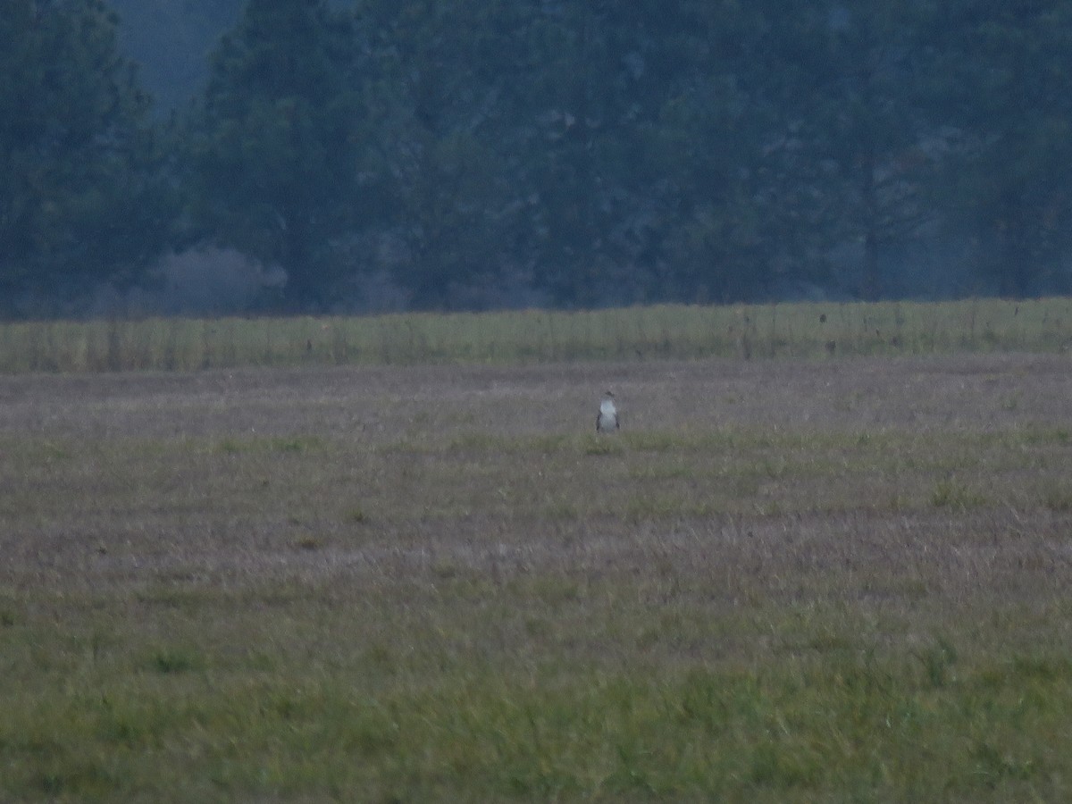 Ferruginous Hawk - ML316208671