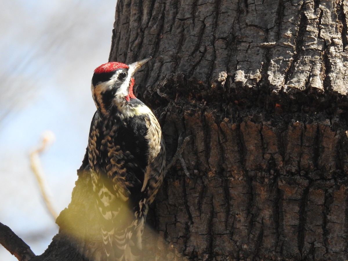 Yellow-bellied Sapsucker - Nathaniel Harms