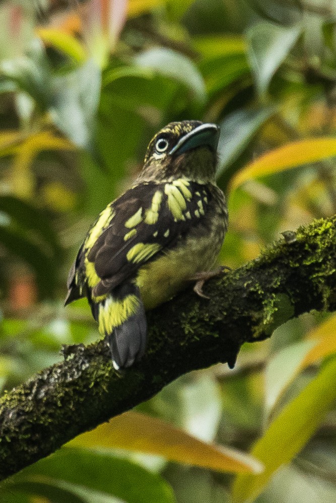 Banded Broadbill (Javan) - ML316212491