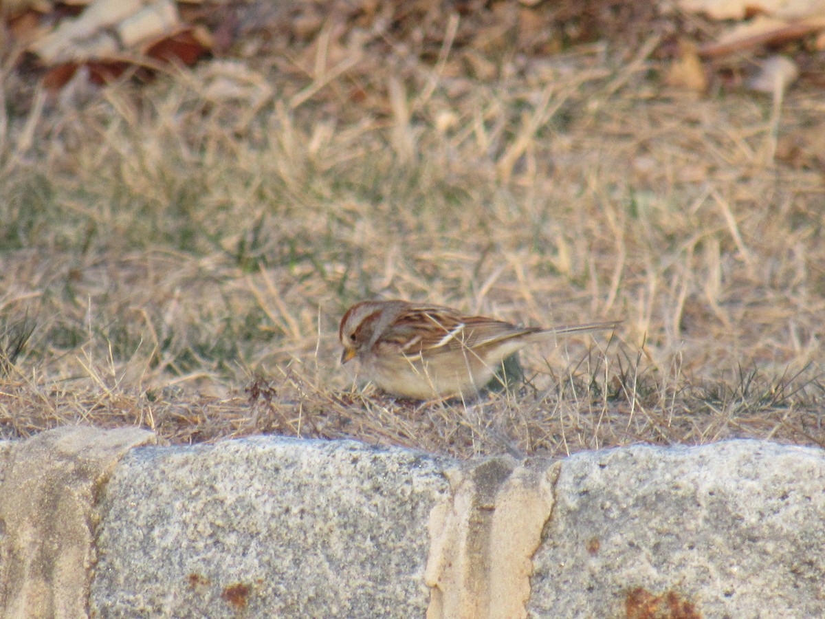 American Tree Sparrow - ML316215681