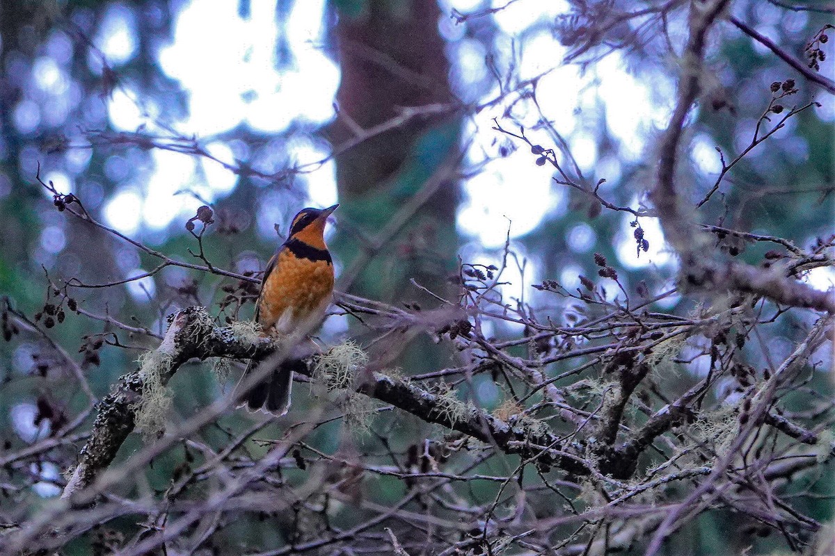 Varied Thrush - Yi Ming（逸明） Chen（陳）