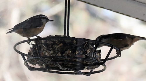 Red-breasted Nuthatch - ML316218311