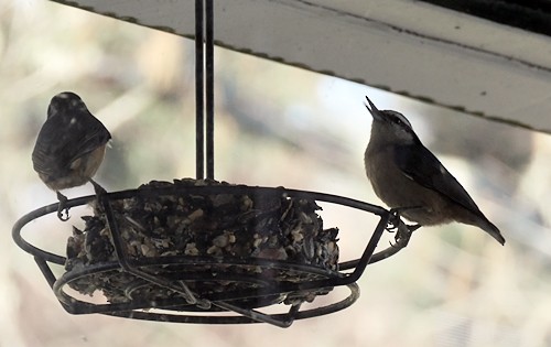 Red-breasted Nuthatch - ML316218321