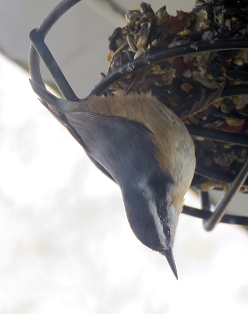 Red-breasted Nuthatch - ML316218331