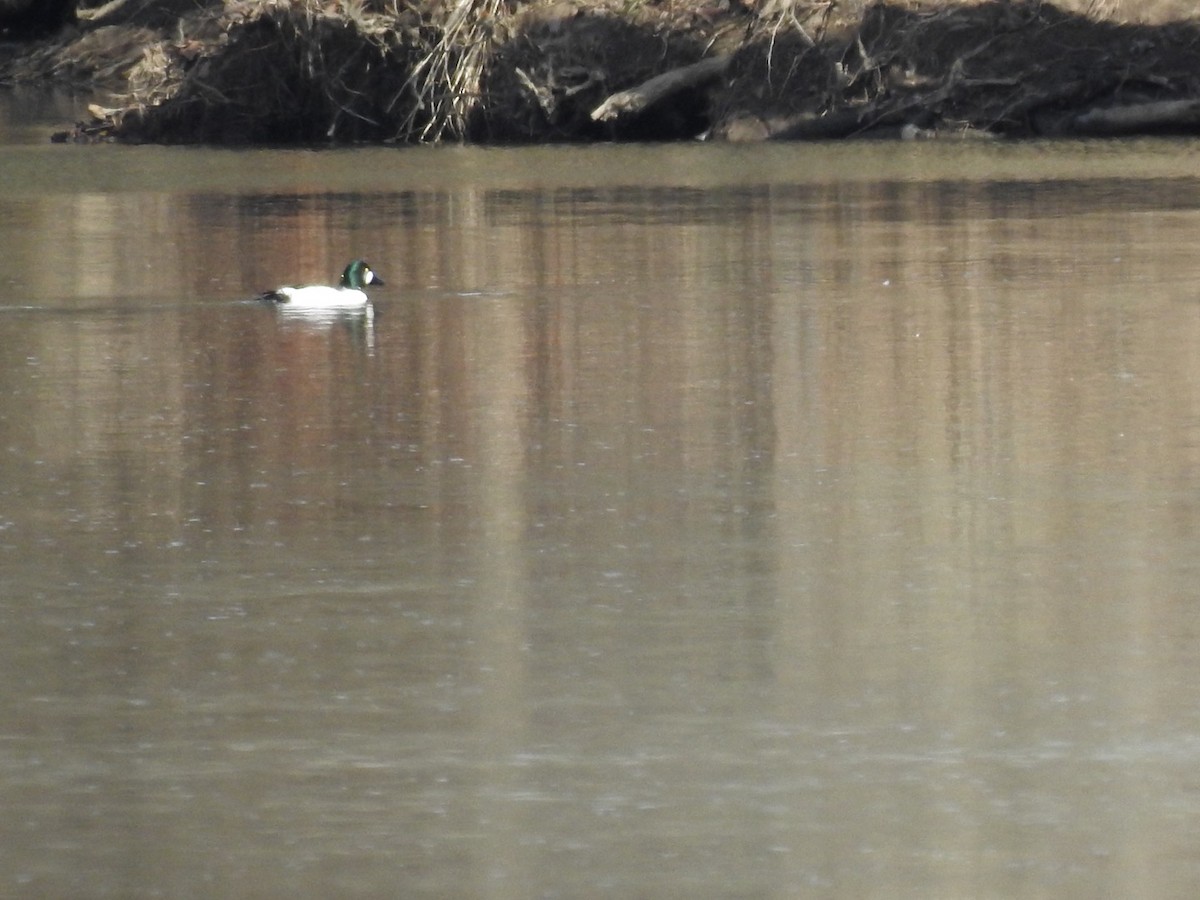 Common Goldeneye - ML316218781