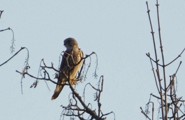 Belatz txikia (eurasiarra) - ML316219201