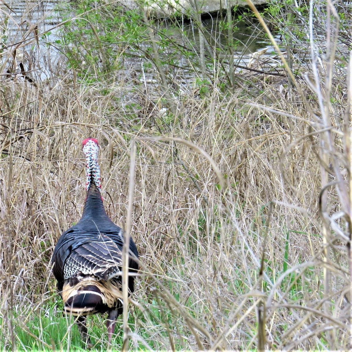 Wild Turkey - Kay Pergrem