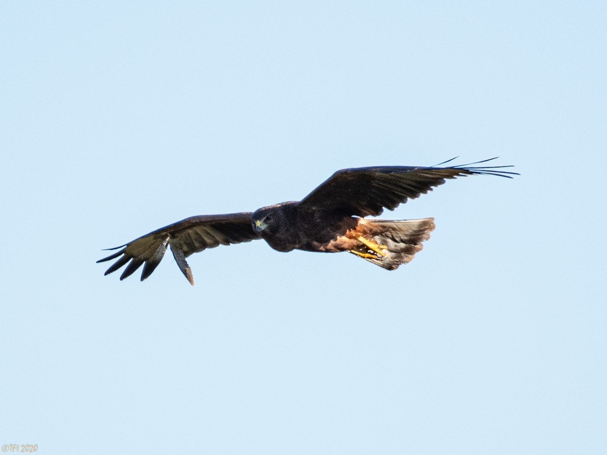 Aguilucho Lagunero del Pacífico - ML316220361