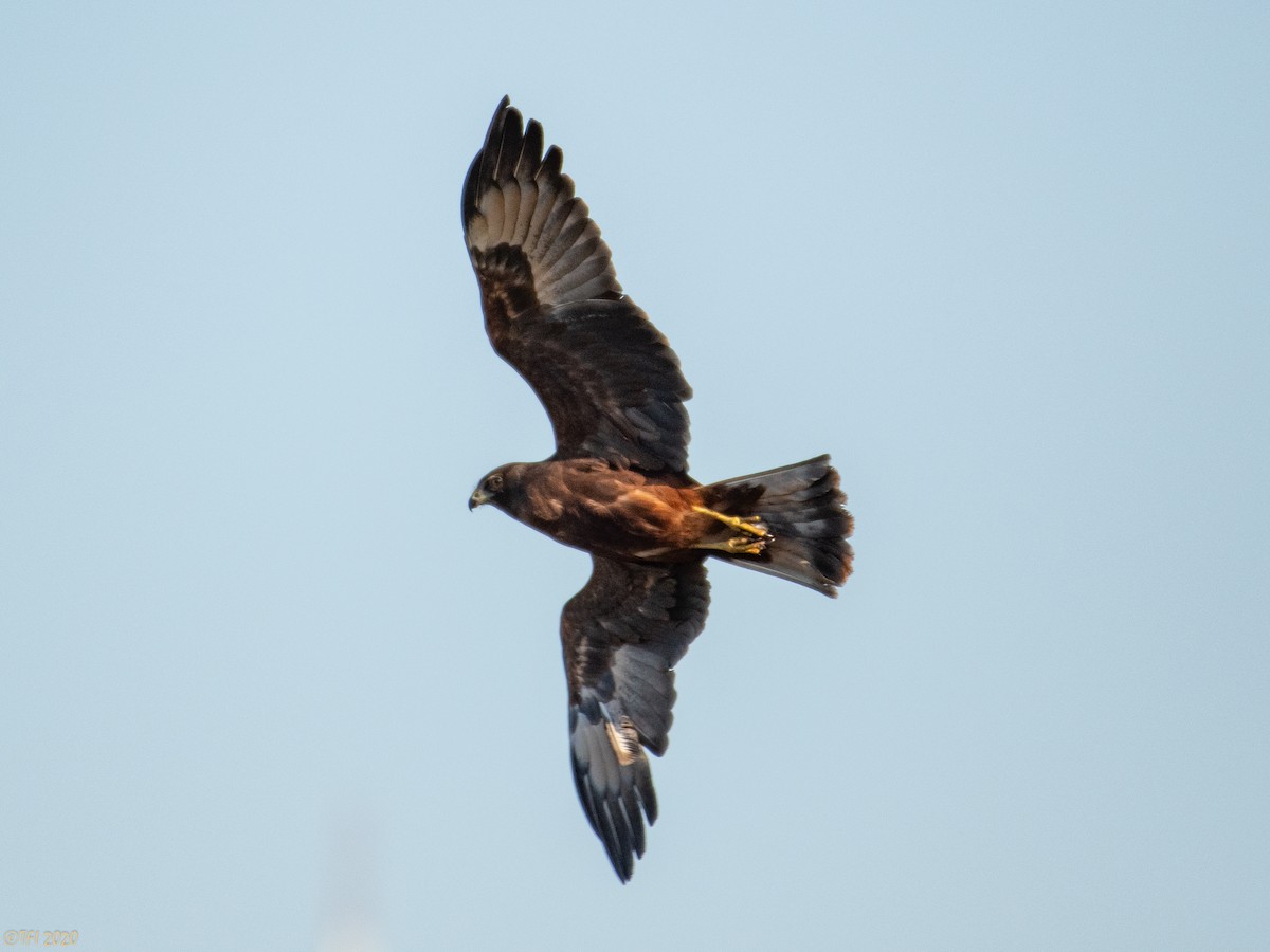 Aguilucho Lagunero del Pacífico - ML316220451