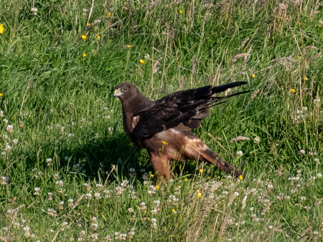 Swamp Harrier - ML316220471