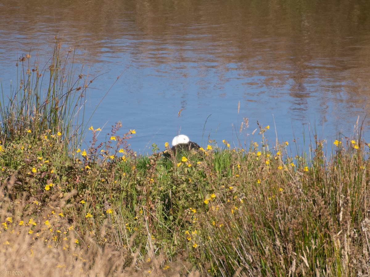 Paradise Shelduck - T I