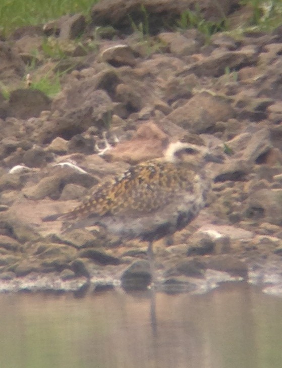 Pacific Golden-Plover - Kristina McOmber