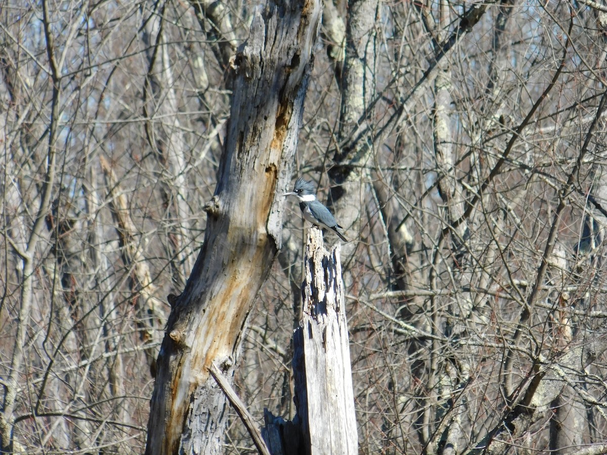 Belted Kingfisher - ML316223111