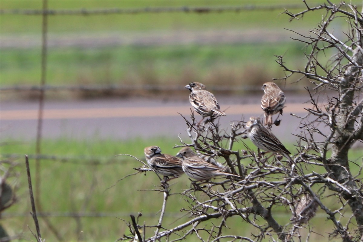 Lark Bunting - Mike Goebel