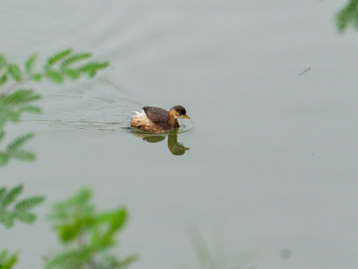 Little Grebe - ML316223681