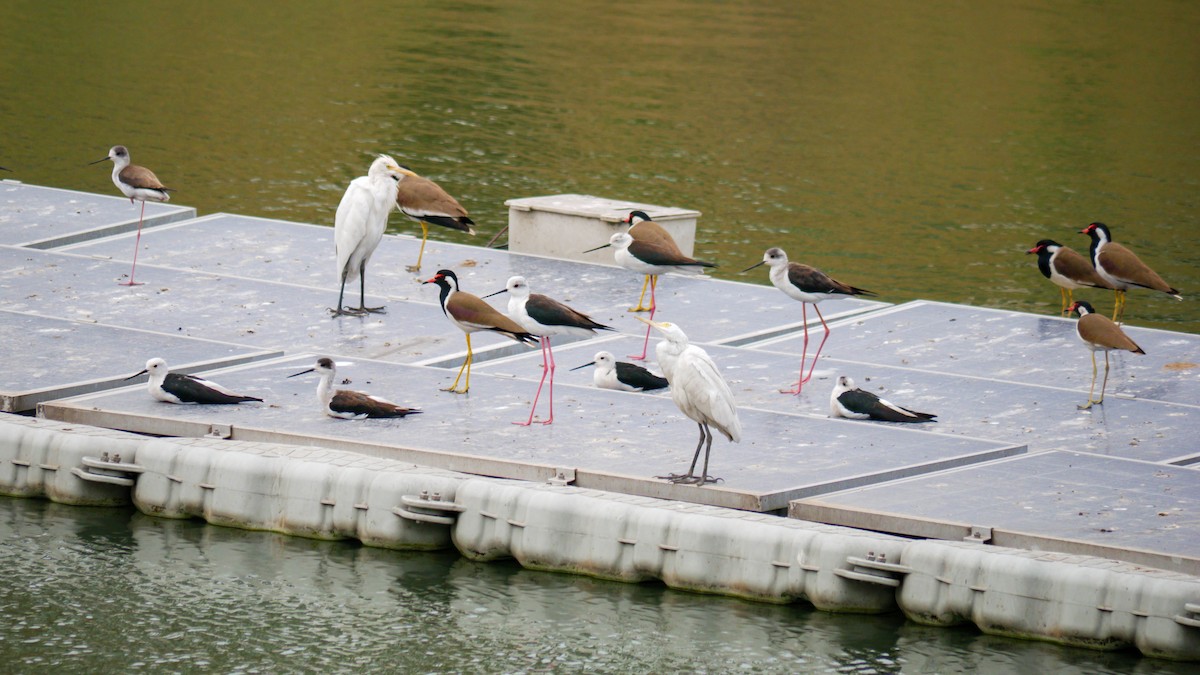 Black-winged Stilt - ML316223781
