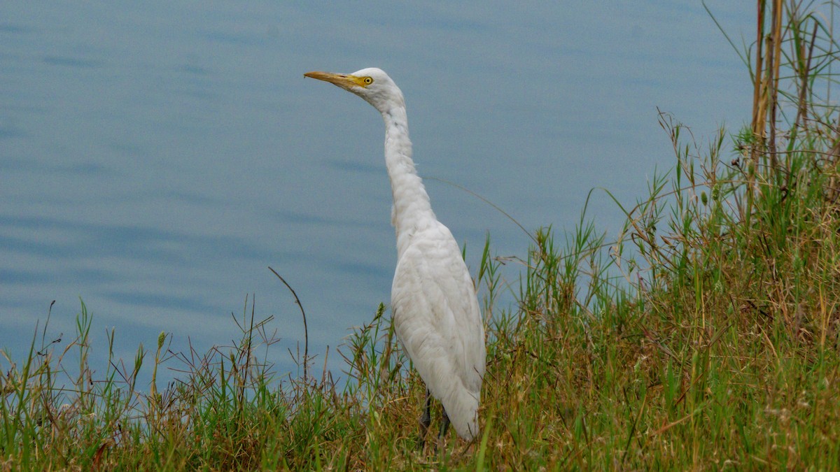 Medium Egret - ML316224121