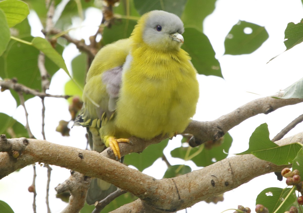 Yellow-footed Green-Pigeon - ML316224151