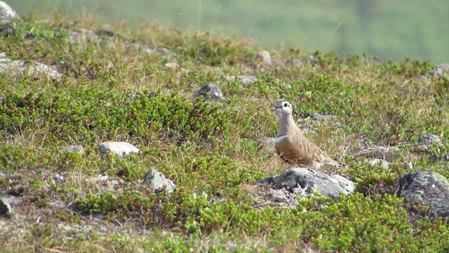 Eurasian Dotterel - ML316225021