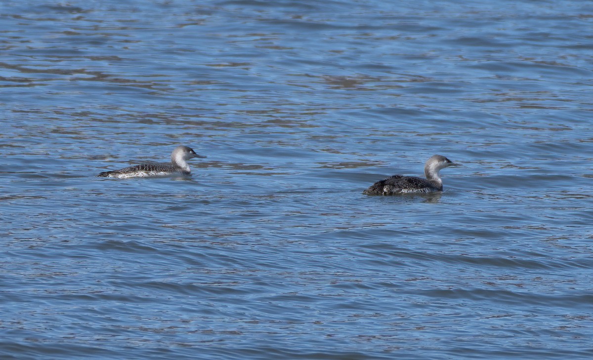 Red-throated Loon - ML316225161