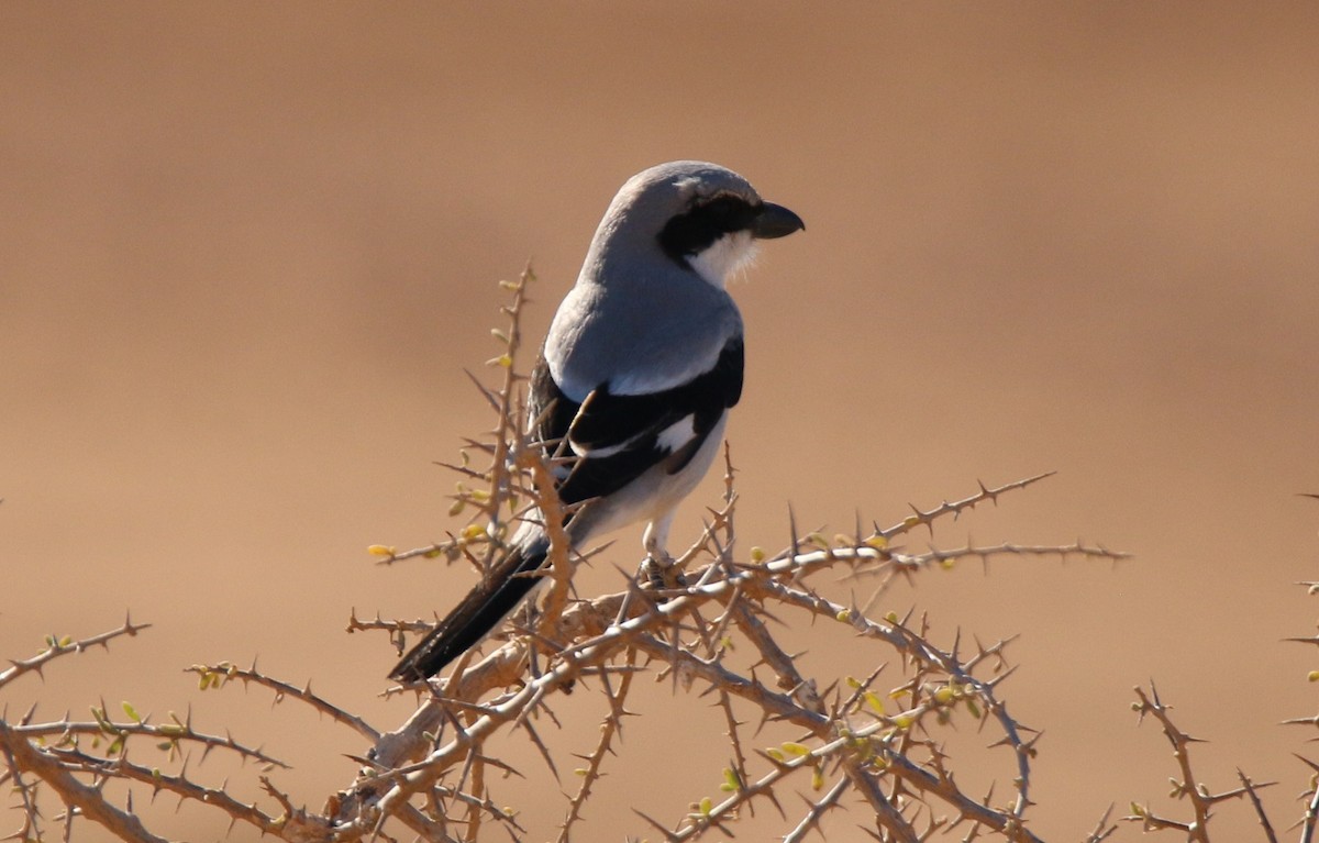 Great Gray Shrike (Sahara) - ML316225551