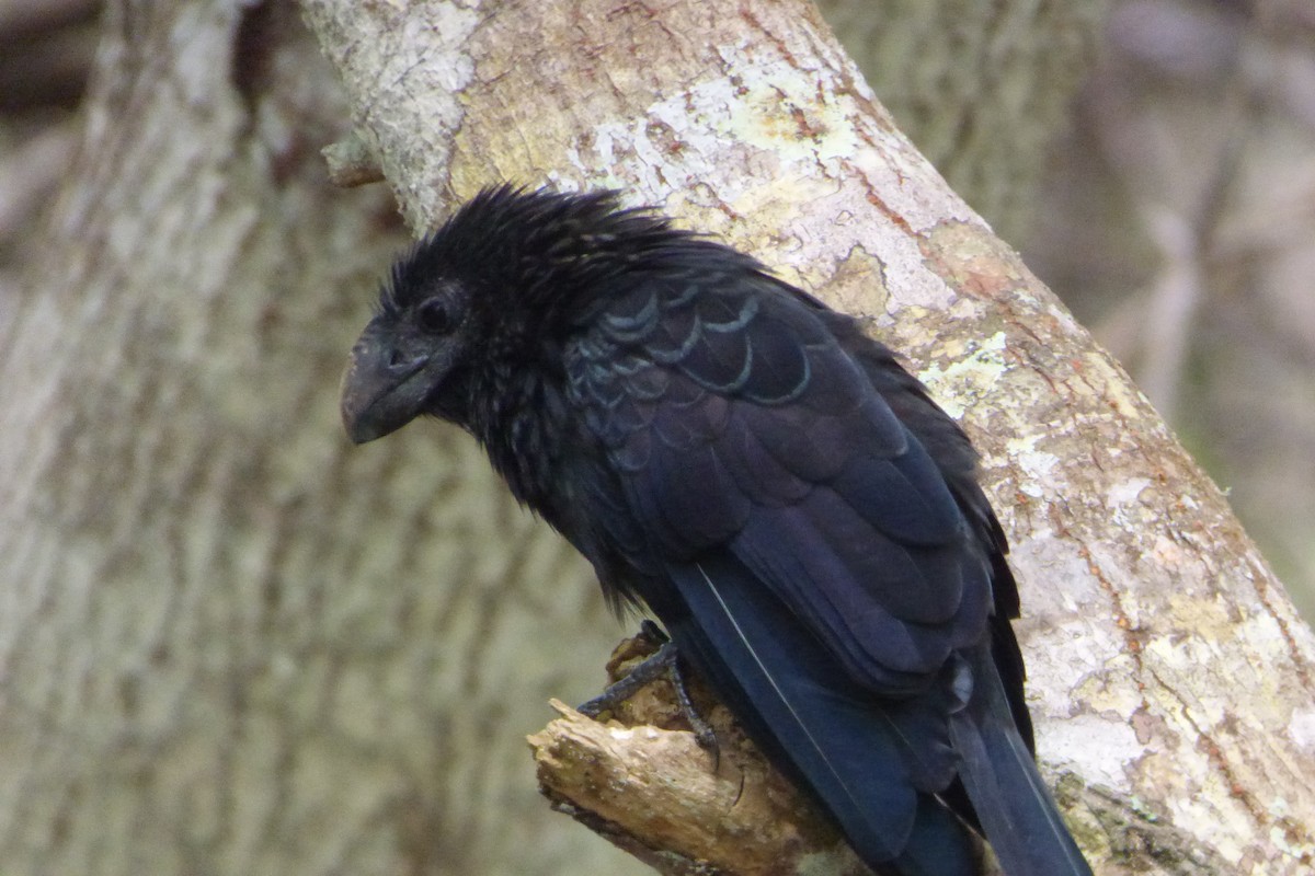 Smooth-billed Ani - ML316225871