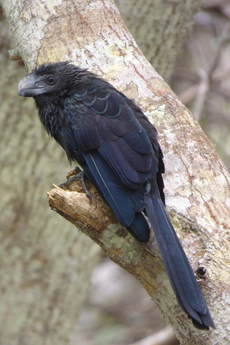 Smooth-billed Ani - ML316225901