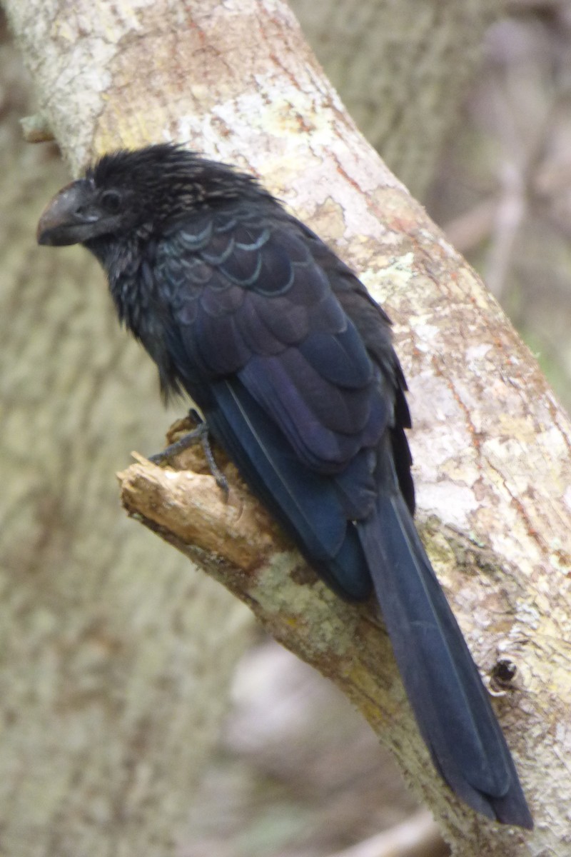 Smooth-billed Ani - ML316225941