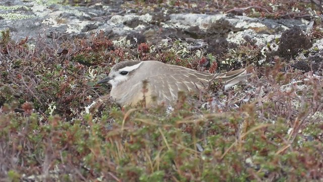 Eurasian Dotterel - ML316226291