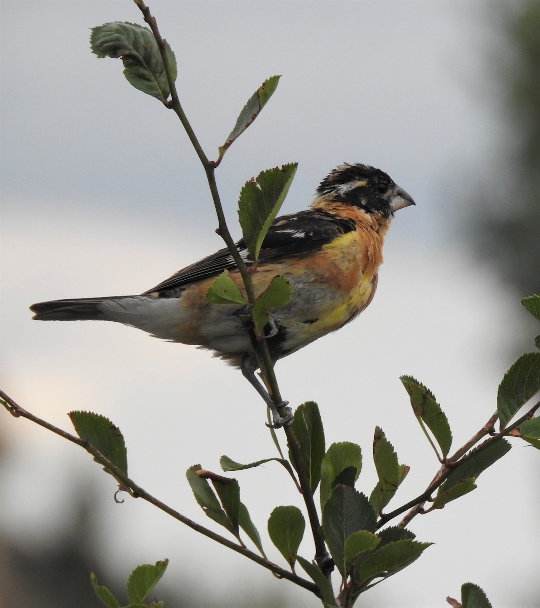 Black-headed Grosbeak - ML316226611