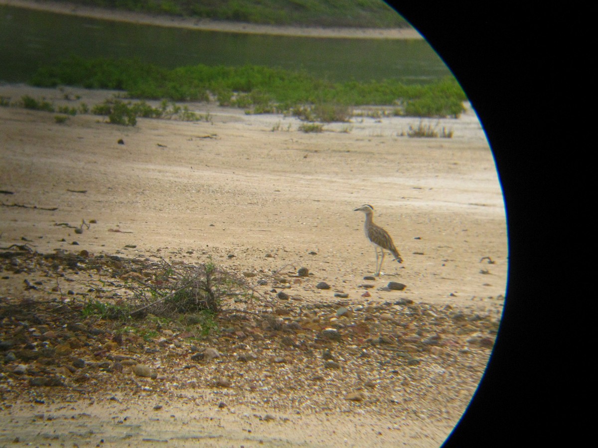 Double-striped Thick-knee - ML31622701