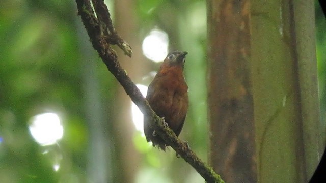 Song Wren - ML316227141