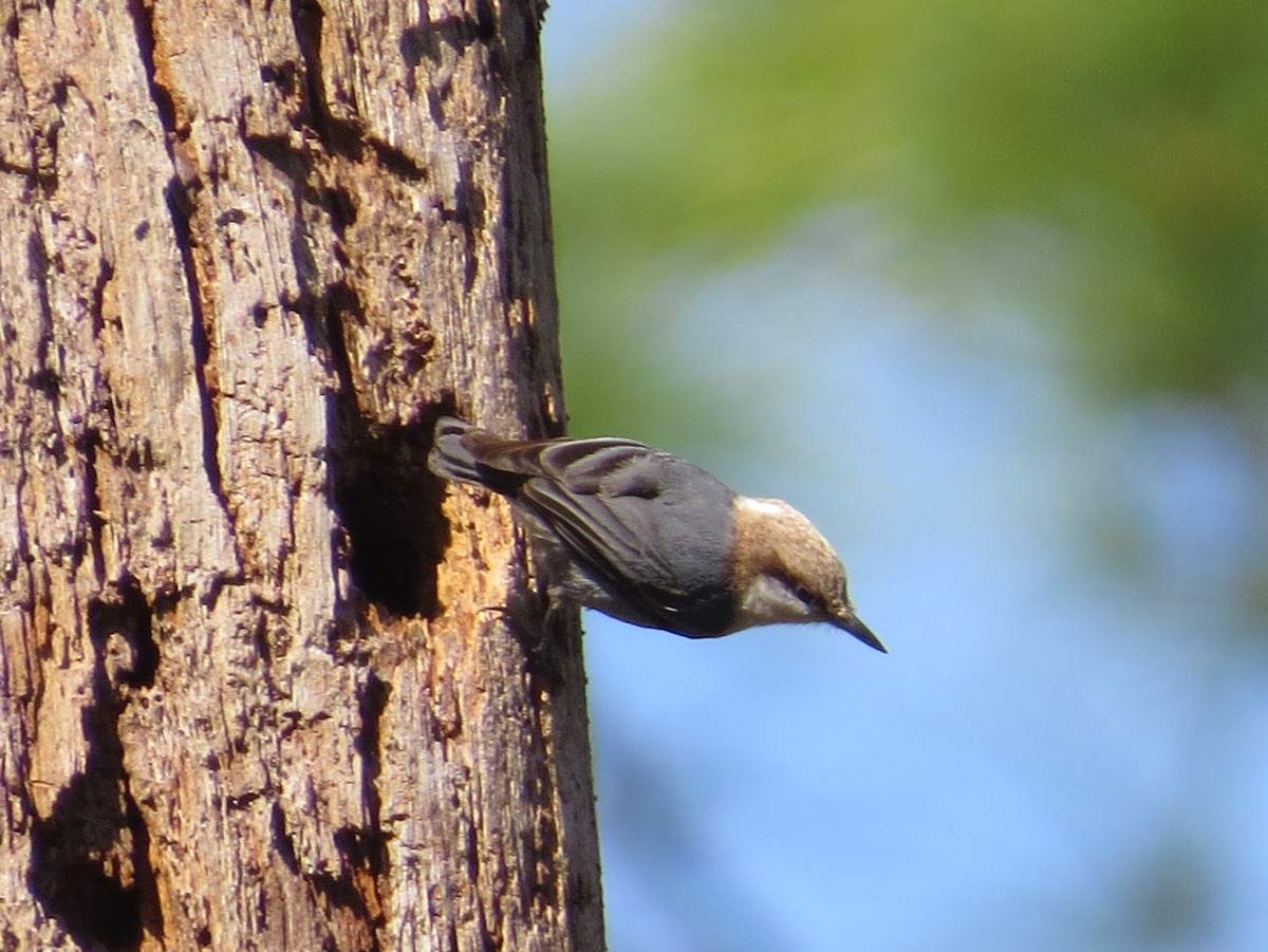 Brown-headed Nuthatch - ML316227221