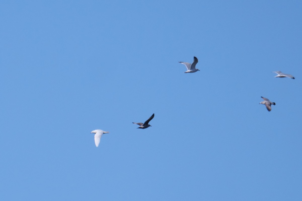 Glaucous Gull - ML316227391