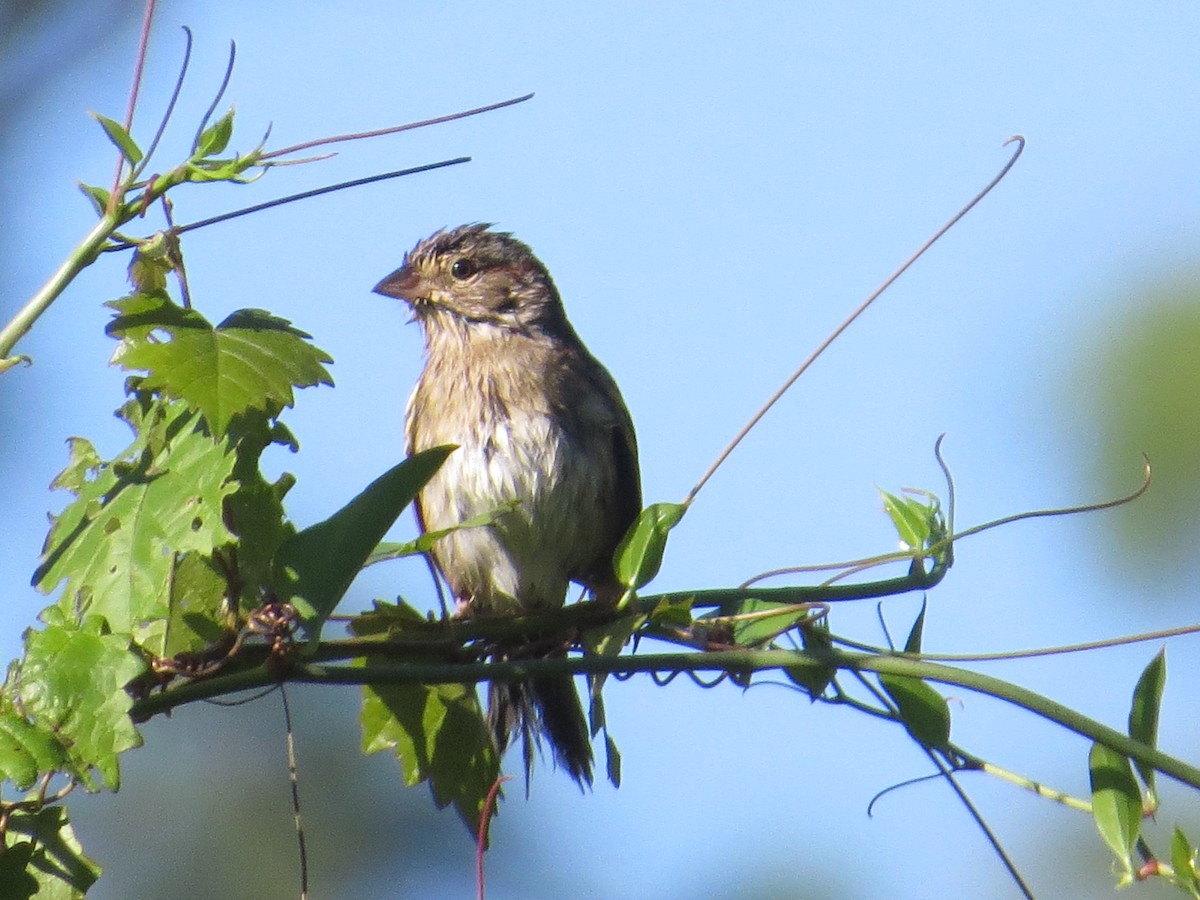 Bachman's Sparrow - ML316227421