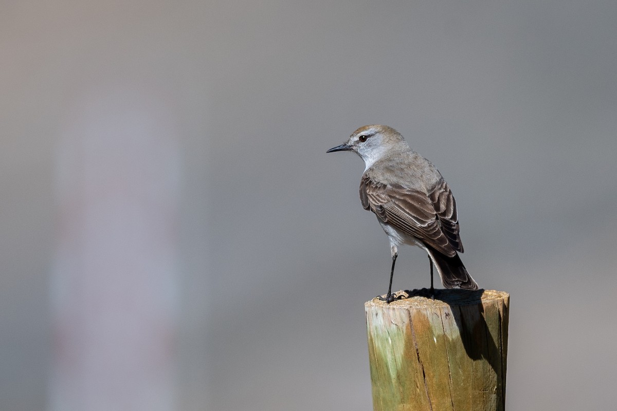 White-browed Ground-Tyrant - ML316229981