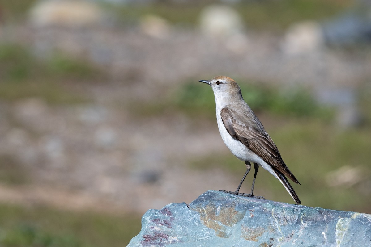 White-browed Ground-Tyrant - Mathurin Malby