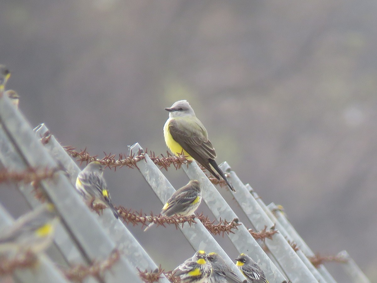 Western Kingbird - ML316231561