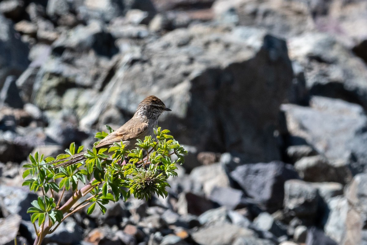 Plain-mantled Tit-Spinetail - ML316231951